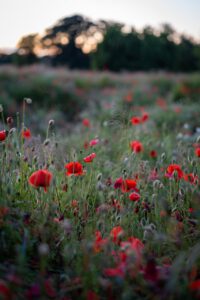 poppies, flower, flower background, field, sunset, flower wallpaper, flower meadow, red, nature, beautiful flowers, meadow, meadow flowers, flowers